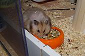 sonstiges hamster4 img0144