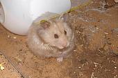 sonstiges hamster5 img0005