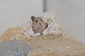 sonstiges hamster5 img0006