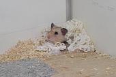 sonstiges hamster5 img0008