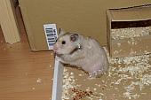 sonstiges hamster5 img0013