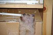 sonstiges hamster5 img0068