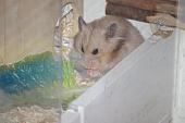 sonstiges hamster5 img0095