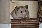 sonstiges hamster5 img0101