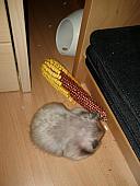 sonstiges hamster5 img0111