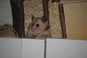 sonstiges hamster5 img0123