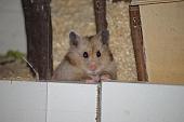 sonstiges hamster5 img0124