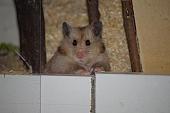 sonstiges hamster5 img0125