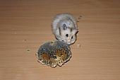 sonstiges hamster5 img0131