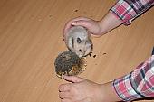 sonstiges hamster5 img0132