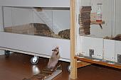 sonstiges hamster5 img0143