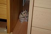 sonstiges hamster5 img0147