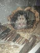 sonstiges hamster5 img0204