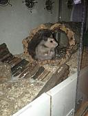 sonstiges hamster5 img0205