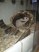 sonstiges hamster5 img0207