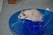 sonstiges hamster5 img0231