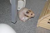 sonstiges hamster5 img0241