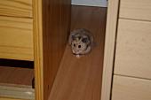 sonstiges hamster5 img0254