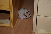 sonstiges hamster5 img0255