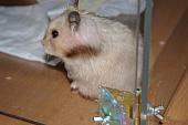 sonstiges hamster5 img0274