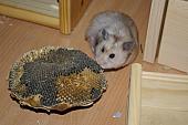 sonstiges hamster5 img0275