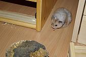 sonstiges hamster5 img0276