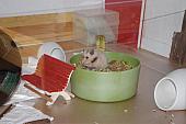 sonstiges hamster5 img0299