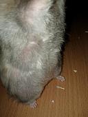 sonstiges hamster5 img0310