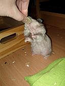 sonstiges hamster5 img0311