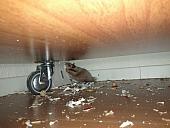 sonstiges hamster5 img0337