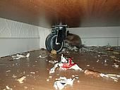 sonstiges hamster5 img0339