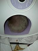 sonstiges hamster5 img0341