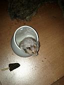 sonstiges hamster5 img0345