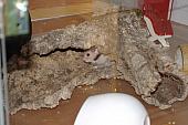 sonstiges hamster5 img0348