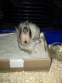 sonstiges hamster img0026