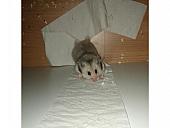 sonstiges hamster img0037