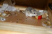 hamster 2013 img0062