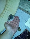 hamster 2013 img0077