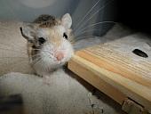 hamster 2013 img0119