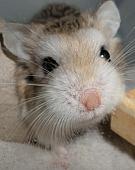 hamster 2013 img0122