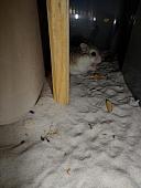 hamster 2013 img0127