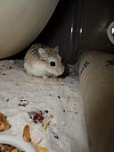 hamster 2013 img0128