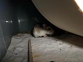 hamster 2013 img0129