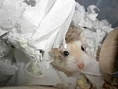 hamster 2013 img0130