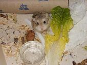 hamster 2013 img0150