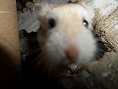 hamster 2013 img0170