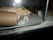 hamster 2013 img0172