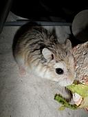 hamster 2013 img0173