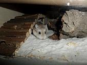 hamster 2013 img0213