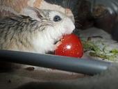 hamster 2013 img0240